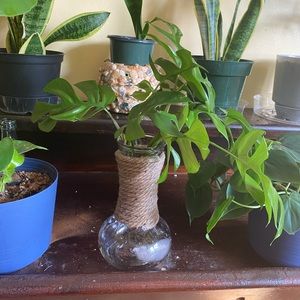Propagation vase